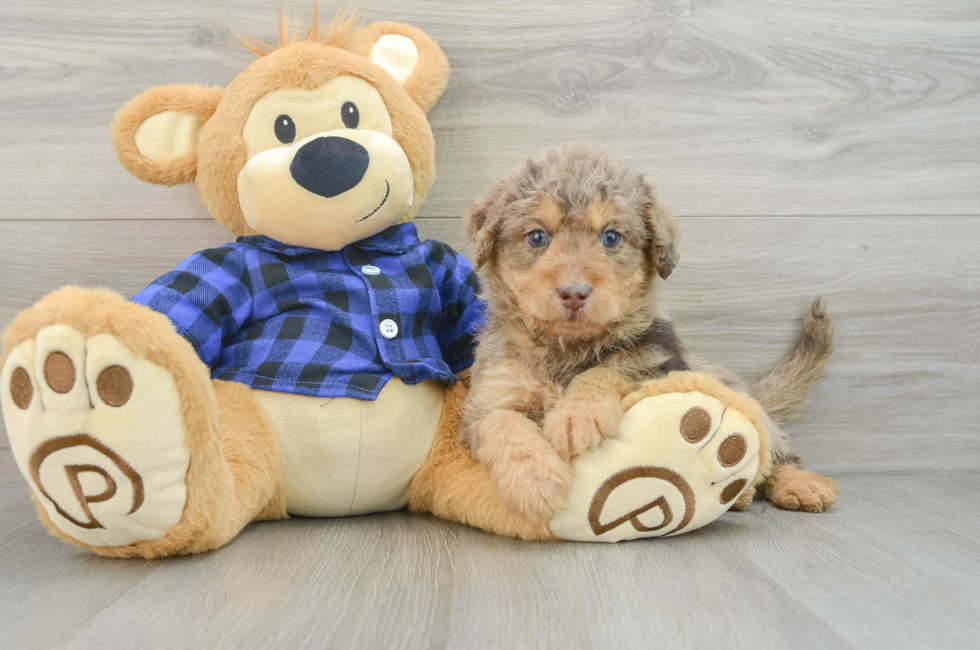 6 week old Mini Labradoodle Puppy For Sale - Puppy Love PR