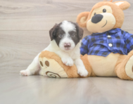 7 week old Mini Labradoodle Puppy For Sale - Puppy Love PR