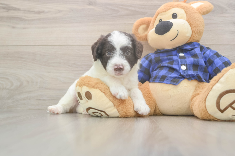 7 week old Mini Labradoodle Puppy For Sale - Puppy Love PR