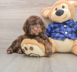 6 week old Mini Labradoodle Puppy For Sale - Puppy Love PR