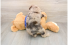 Hypoallergenic Labrapoo Poodle Mix Puppy