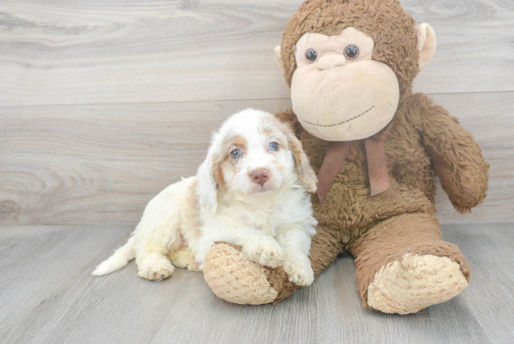 Meet Kay - our Mini Labradoodle Puppy Photo 1/3 - Puppy Love PR Best Mini Labradoodle Baby