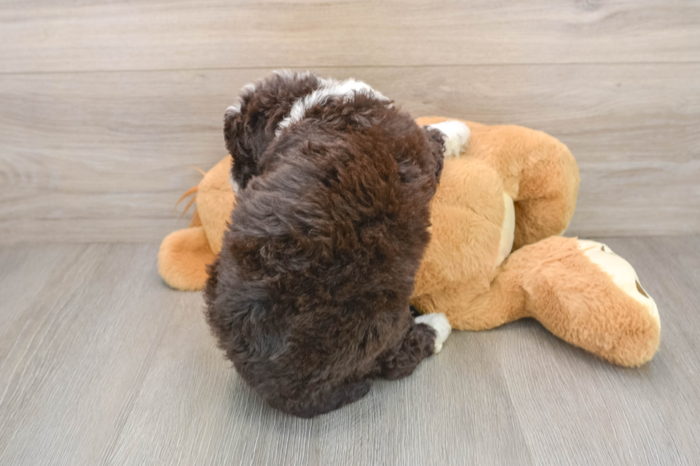 Mini Labradoodle Puppy for Adoption
