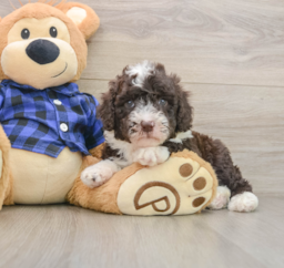 6 week old Mini Labradoodle Puppy For Sale - Puppy Love PR