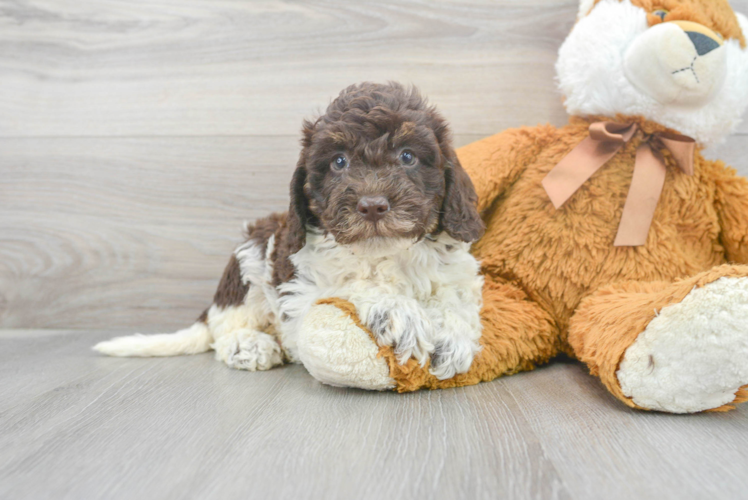 Smart Mini Labradoodle Poodle Mix Pup