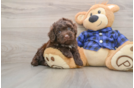 Small Mini Labradoodle Baby
