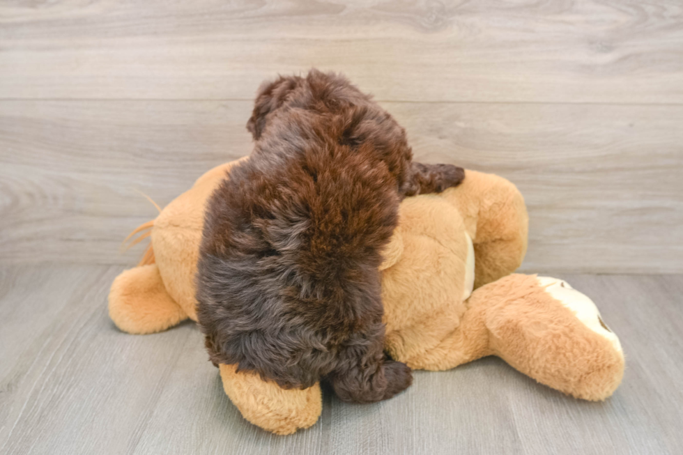 Mini Labradoodle Puppy for Adoption