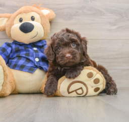 6 week old Mini Labradoodle Puppy For Sale - Puppy Love PR