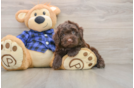 Mini Labradoodle Pup Being Cute