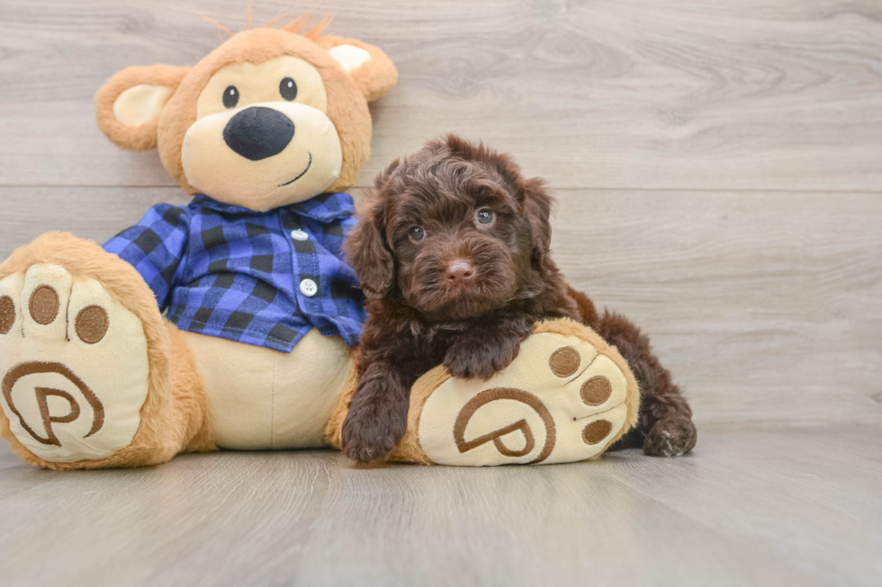 Mini Labradoodle Pup Being Cute