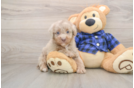 Adorable Labrapoo Poodle Mix Puppy
