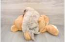 Best Mini Labradoodle Baby