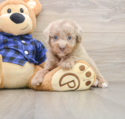 6 week old Mini Labradoodle Puppy For Sale - Puppy Love PR