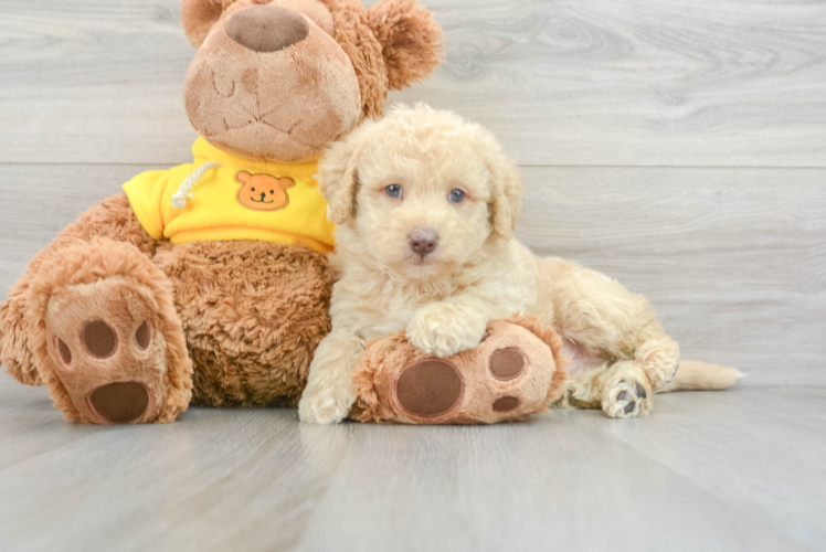 Meet Kyler - our Mini Labradoodle Puppy Photo 1/3 - Puppy Love PR Little Labrador Poodle Mix Puppy
