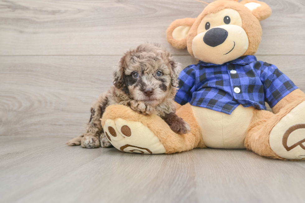 Popular Mini Labradoodle Poodle Mix Pup