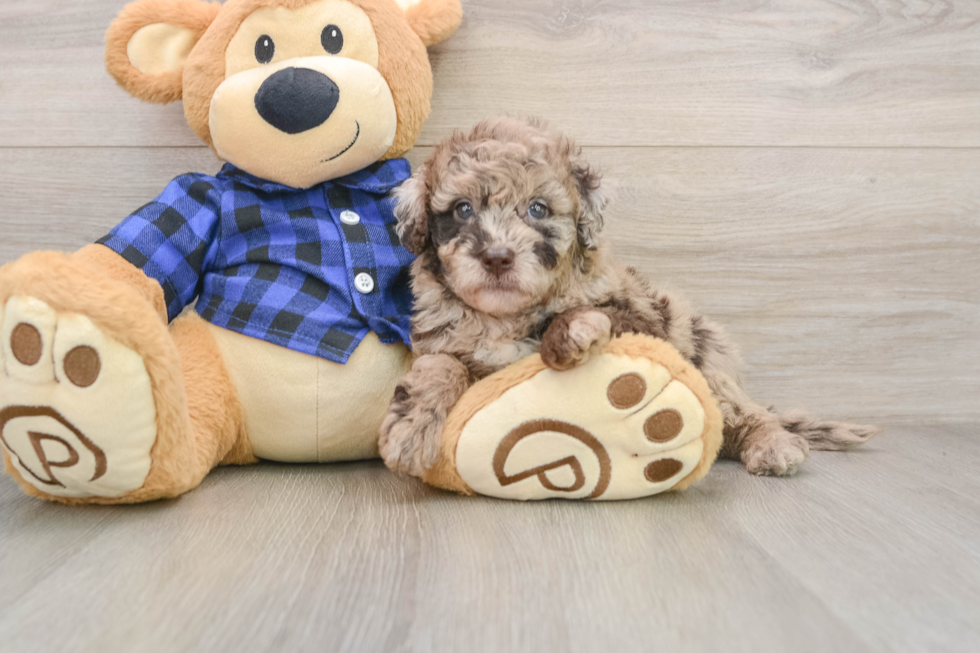 Mini Labradoodle Pup Being Cute