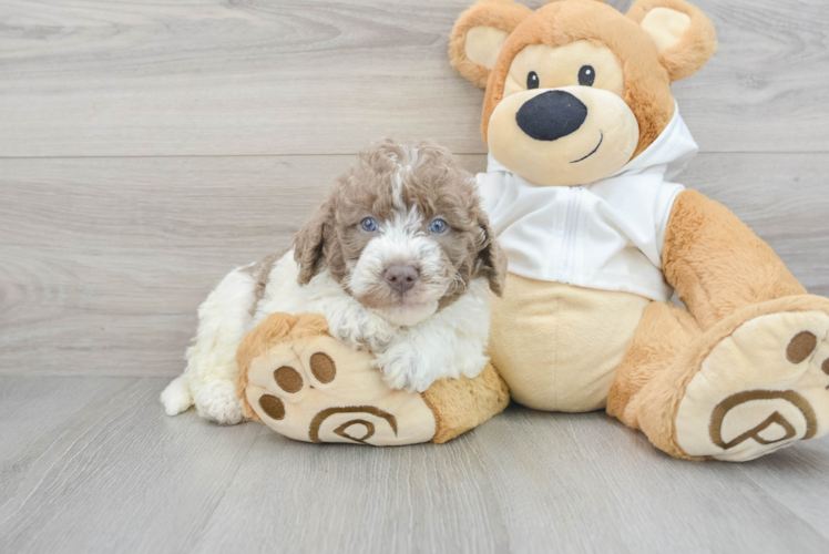 Mini Labradoodle Puppy for Adoption