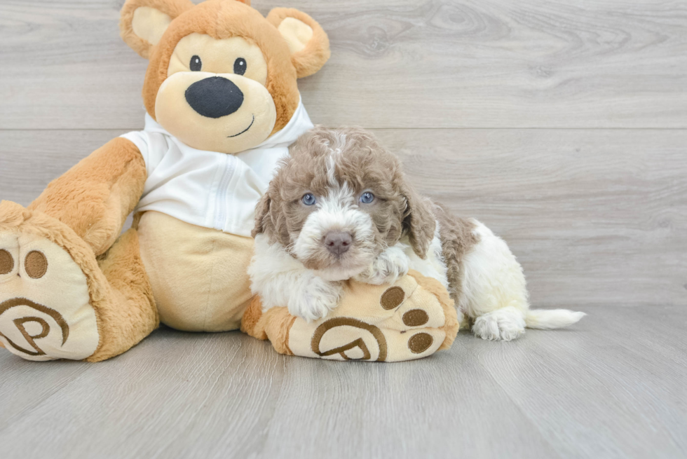 Fluffy Mini Labradoodle Poodle Mix Pup