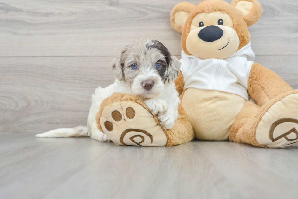 Best Mini Labradoodle Baby