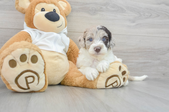 Best Mini Labradoodle Baby