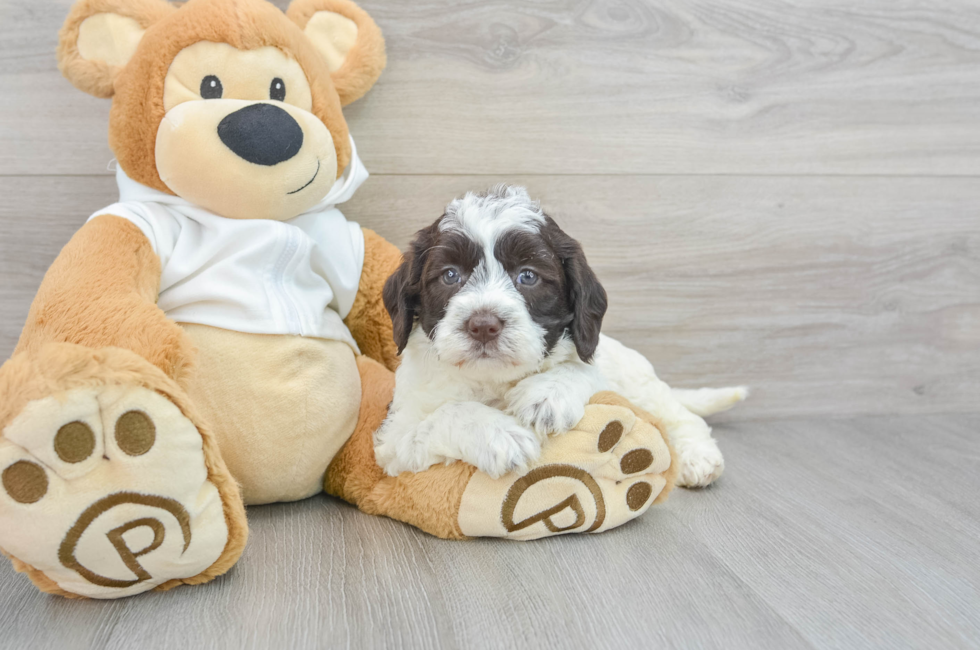 5 week old Mini Labradoodle Puppy For Sale - Puppy Love PR