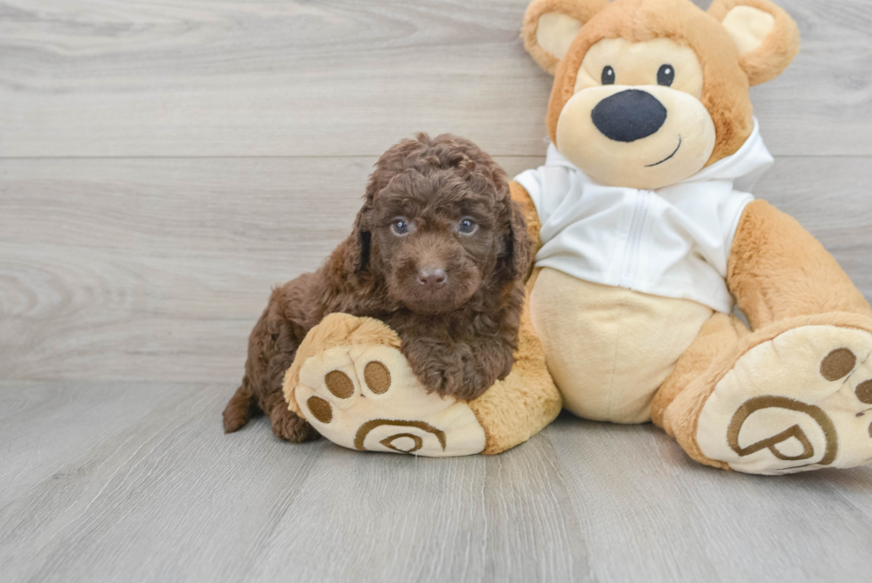 Best Mini Labradoodle Baby