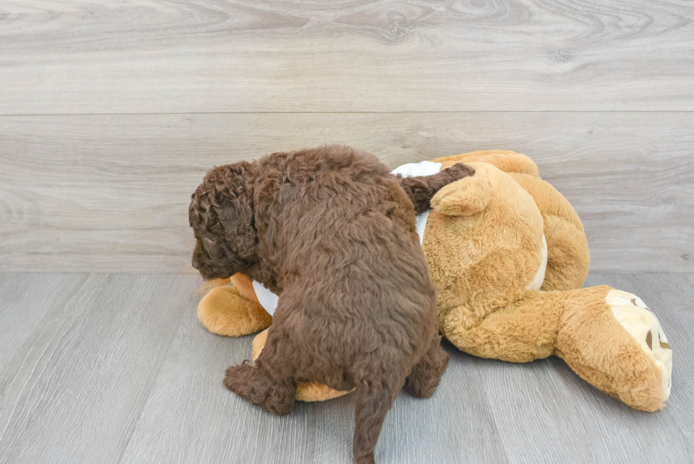 Mini Labradoodle Pup Being Cute