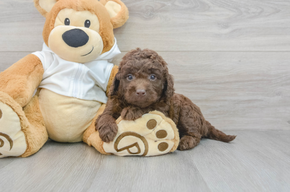 5 week old Mini Labradoodle Puppy For Sale - Puppy Love PR