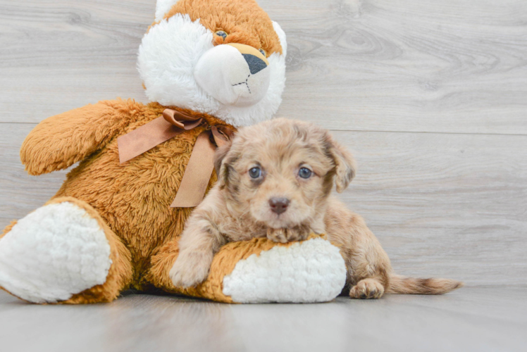 Mini Labradoodle Puppy for Adoption