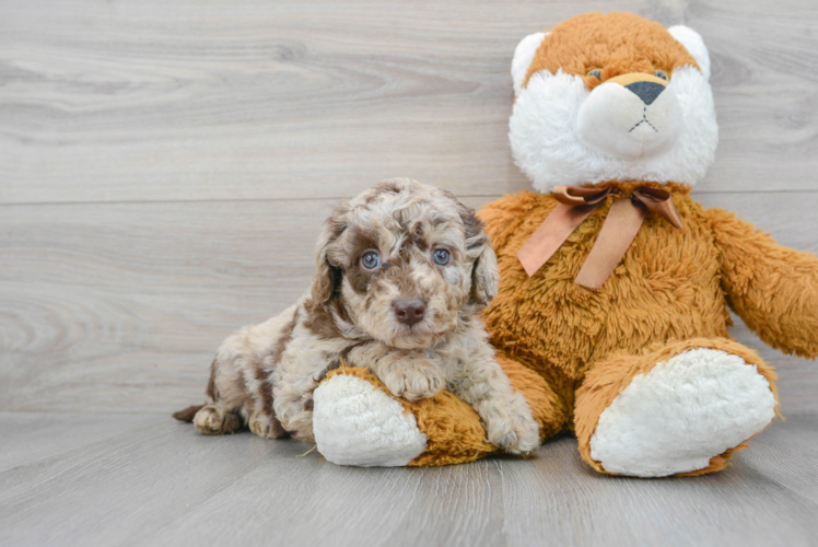 Meet Mandalay - our Mini Labradoodle Puppy Photo 1/3 - Puppy Love PR Best Mini Labradoodle Baby