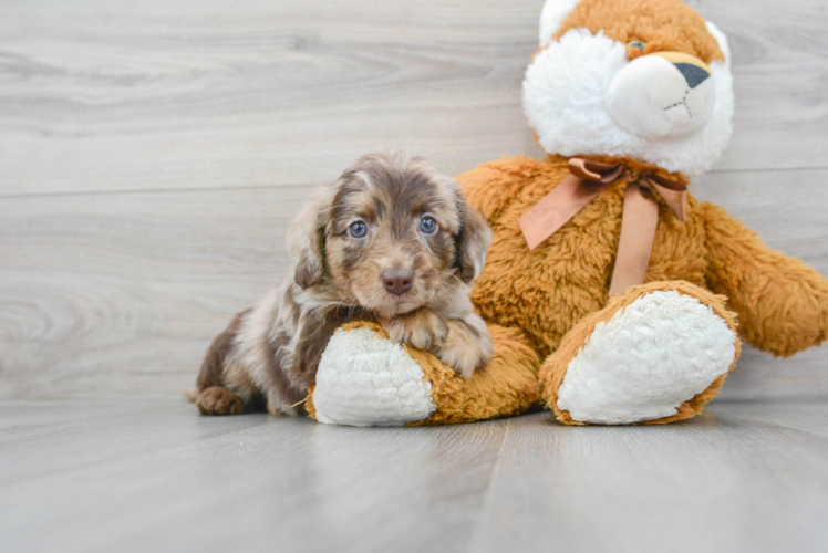 Meet Mandalorian - our Mini Labradoodle Puppy Photo 1/3 - Puppy Love PR Best Mini Labradoodle Baby