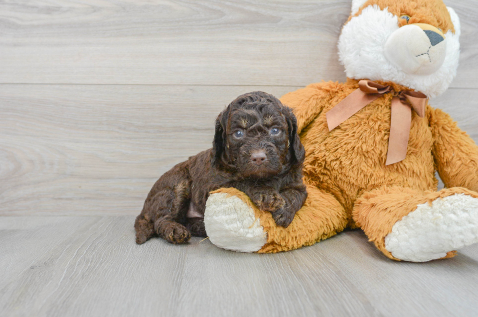 6 week old Mini Labradoodle Puppy For Sale - Puppy Love PR