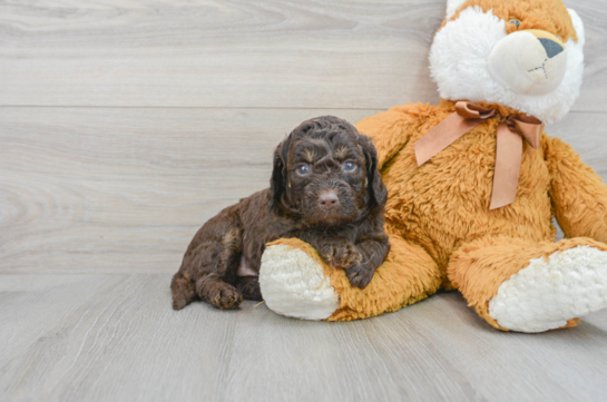 Happy Mini Labradoodle Baby