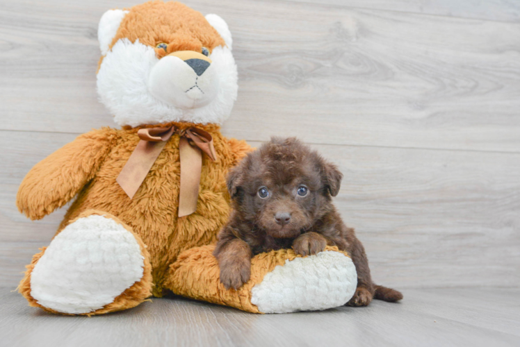 Meet Marquee - our Mini Labradoodle Puppy Photo 1/3 - Puppy Love PR Petite Mini Labradoodle Poodle Mix Pup