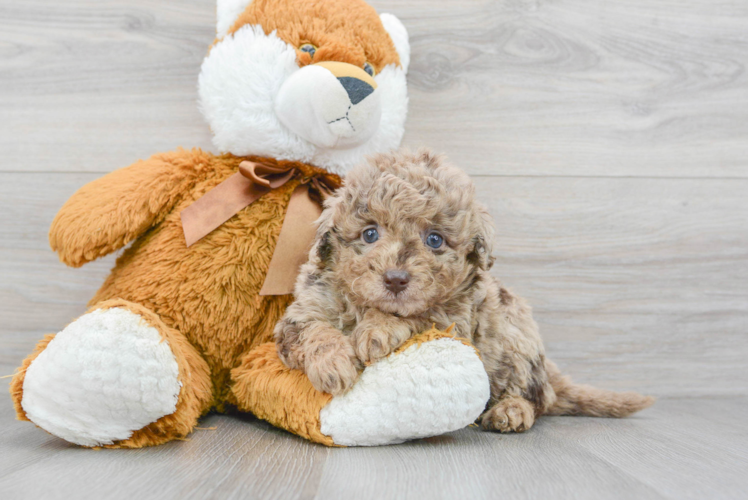 Mini Labradoodle Pup Being Cute