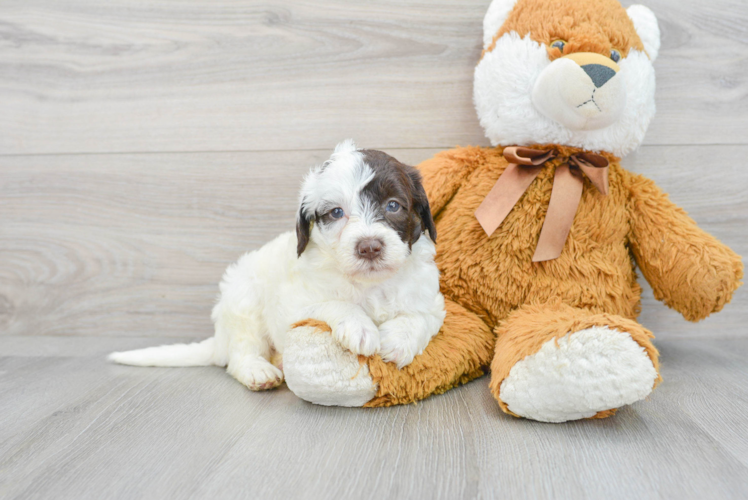 Smart Mini Labradoodle Poodle Mix Pup