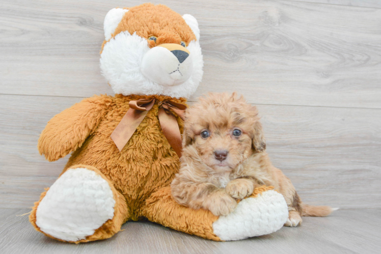 Smart Mini Labradoodle Poodle Mix Pup