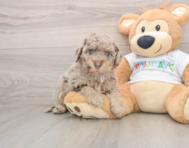 5 week old Mini Labradoodle Puppy For Sale - Puppy Love PR