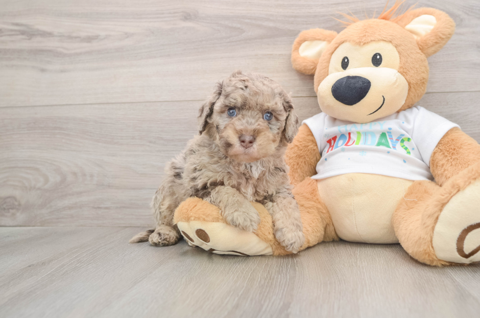 5 week old Mini Labradoodle Puppy For Sale - Puppy Love PR