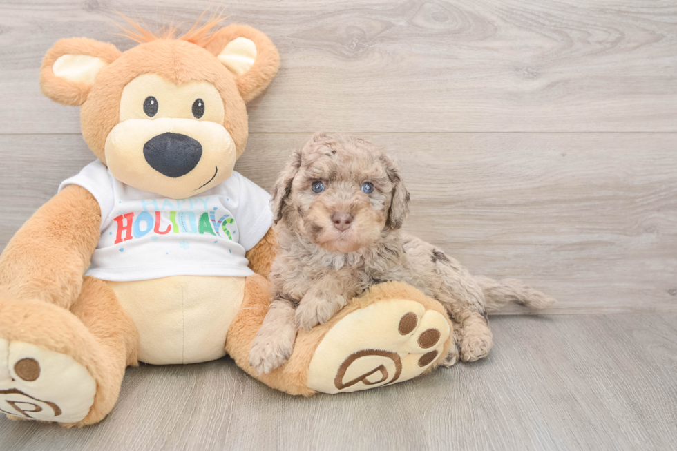 Hypoallergenic Labrapoo Poodle Mix Puppy