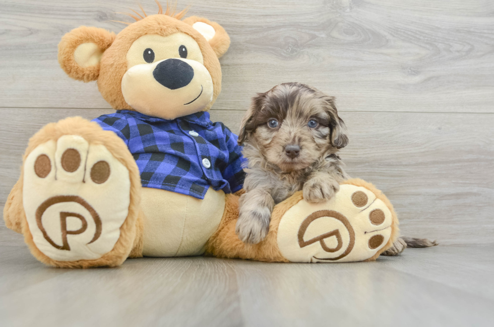 6 week old Mini Labradoodle Puppy For Sale - Puppy Love PR