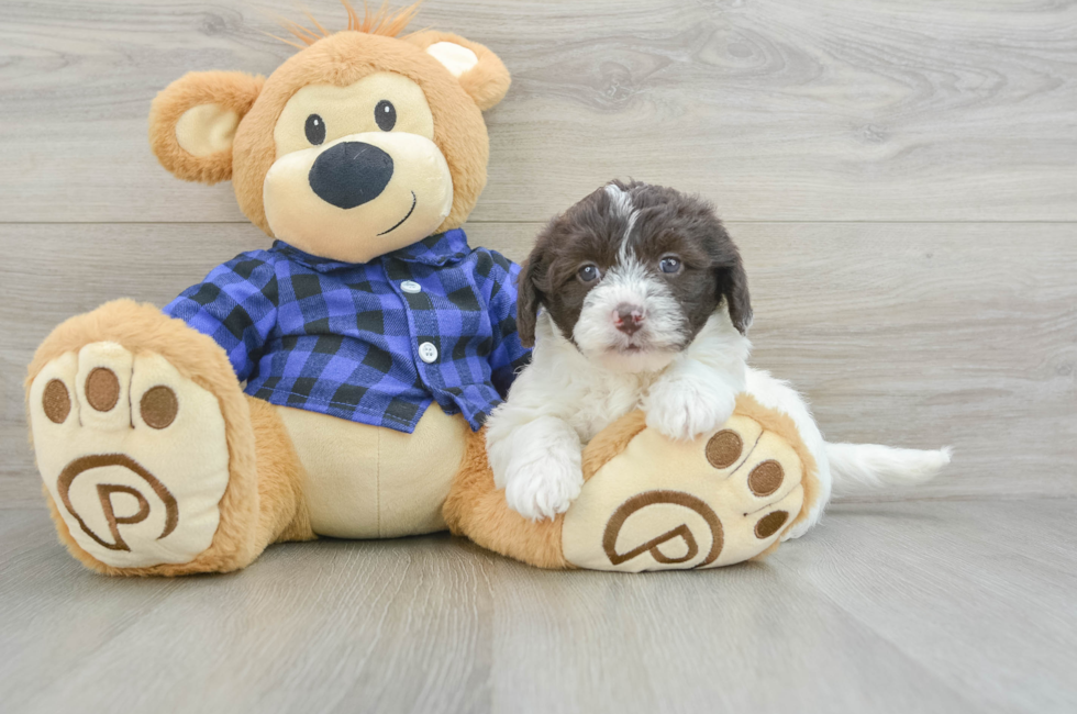 6 week old Mini Labradoodle Puppy For Sale - Puppy Love PR