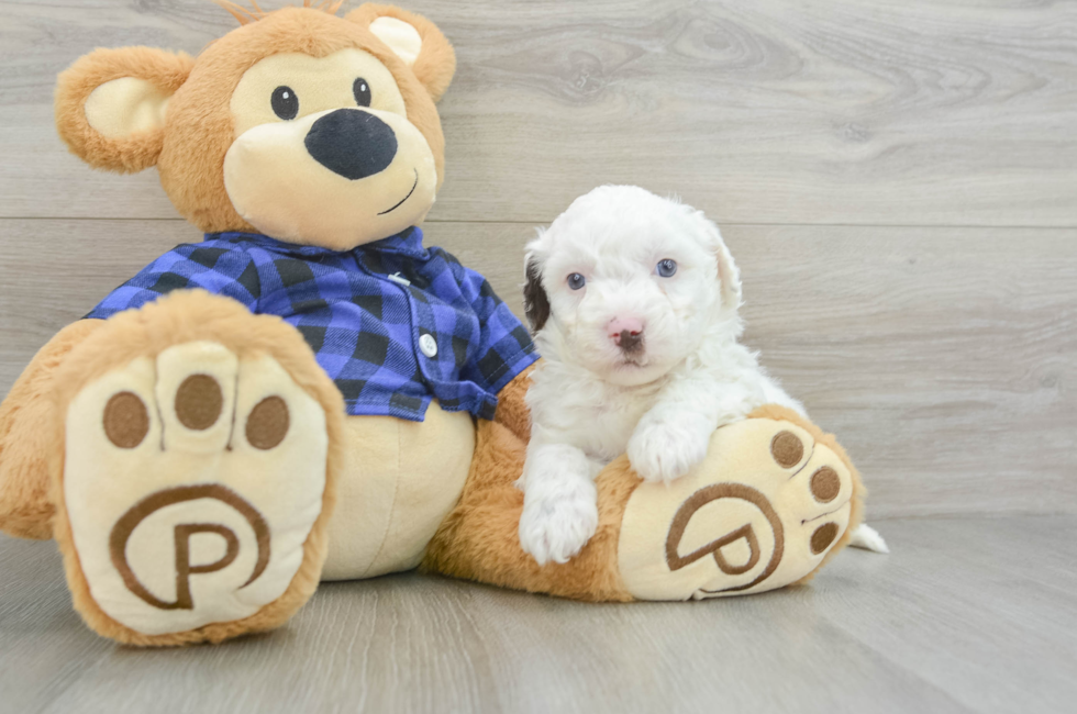 6 week old Mini Labradoodle Puppy For Sale - Puppy Love PR