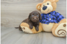 Energetic Labrapoo Poodle Mix Puppy