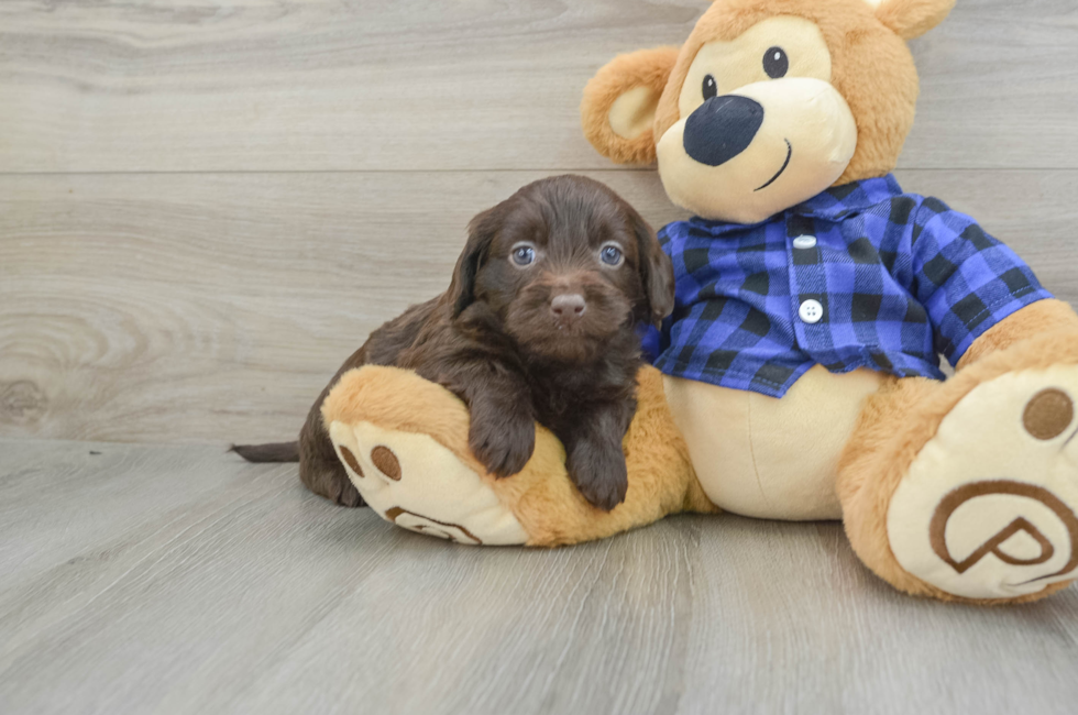 6 week old Mini Labradoodle Puppy For Sale - Puppy Love PR