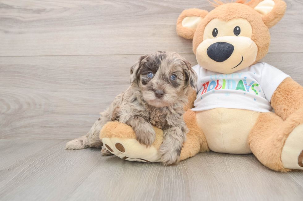 Mini Labradoodle Puppy for Adoption