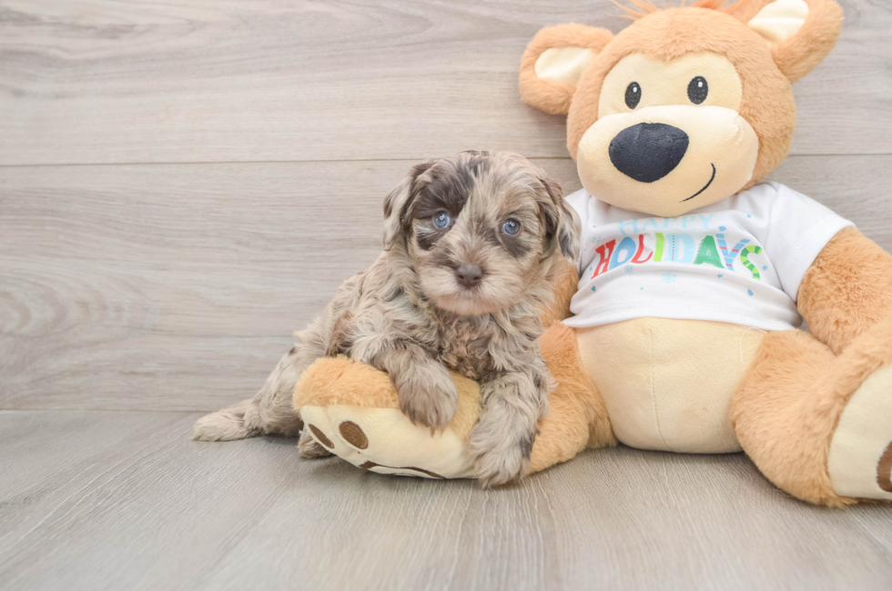 5 week old Mini Labradoodle Puppy For Sale - Puppy Love PR