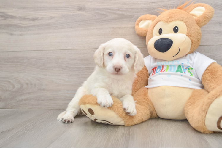 Friendly Mini Labradoodle Baby