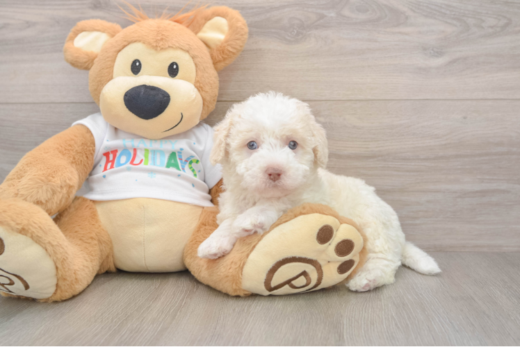 Playful Labrapoo Poodle Mix Puppy