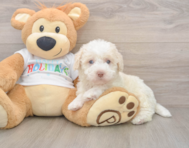 5 week old Mini Labradoodle Puppy For Sale - Puppy Love PR